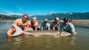 Huge catch of the day - sturgeon fishing on the Fraser River