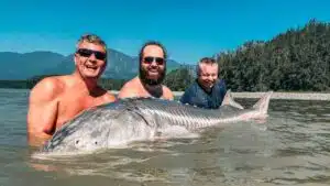 Guided Sturgeon Fishing BC