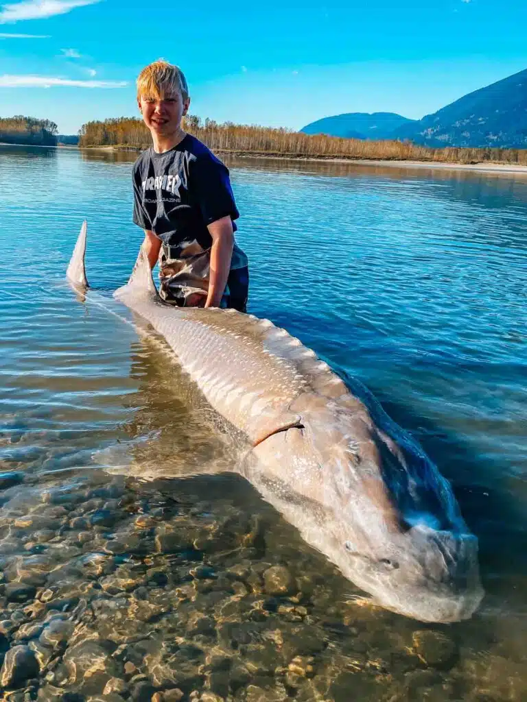 Child with a massive sturgeon on the Fraser River.