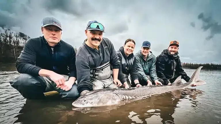 Massive Sturgeon on the Fraser River